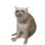 CASHCAT logo